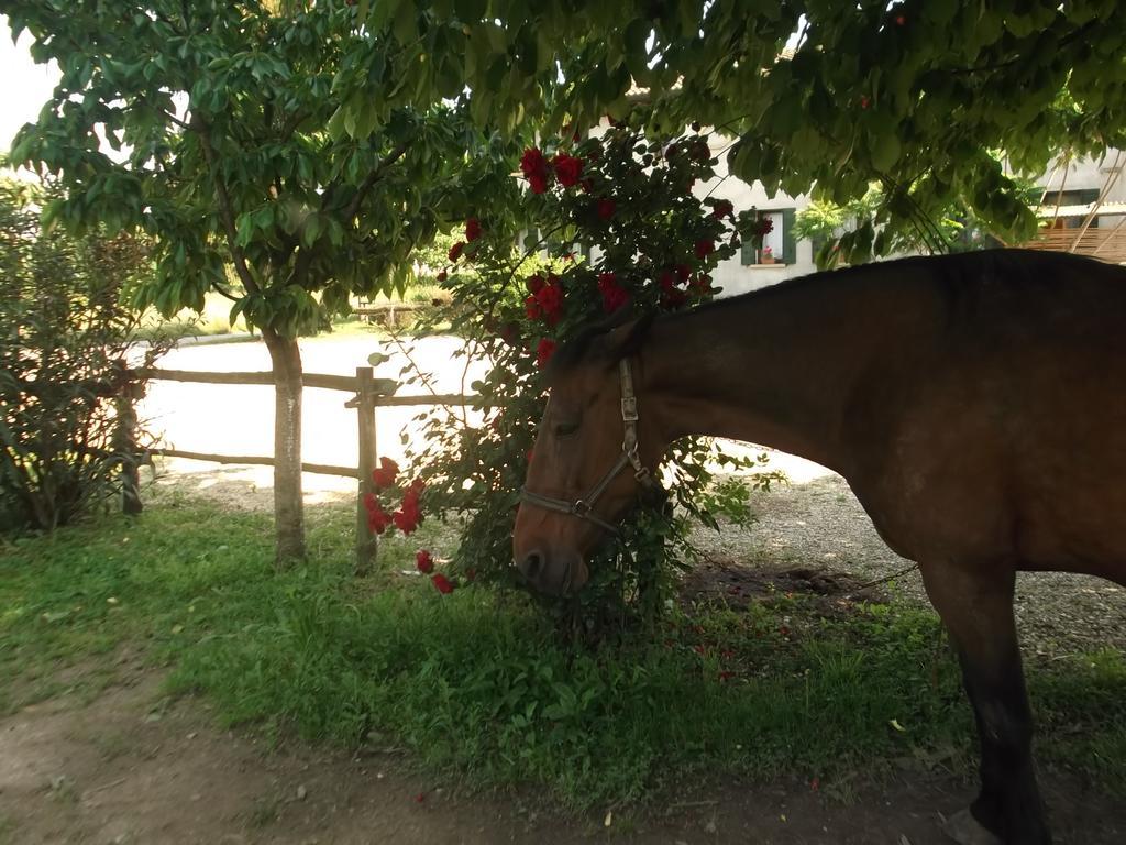 Agriturismo La Prateria Gazzo  Zewnętrze zdjęcie